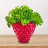 Кашпа ягода със скандинавски мъх